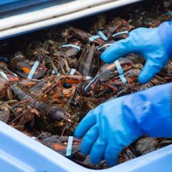 Billet - Formation sur la manutention du homard - Évolupêches