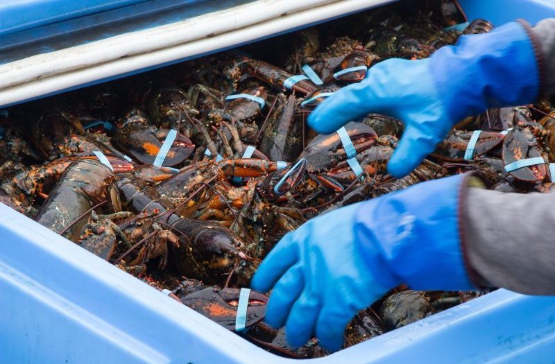 Billet - Formation sur la manutention du homard - Évolupêches